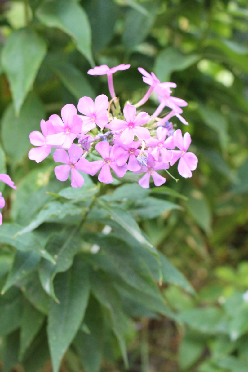 Результат после