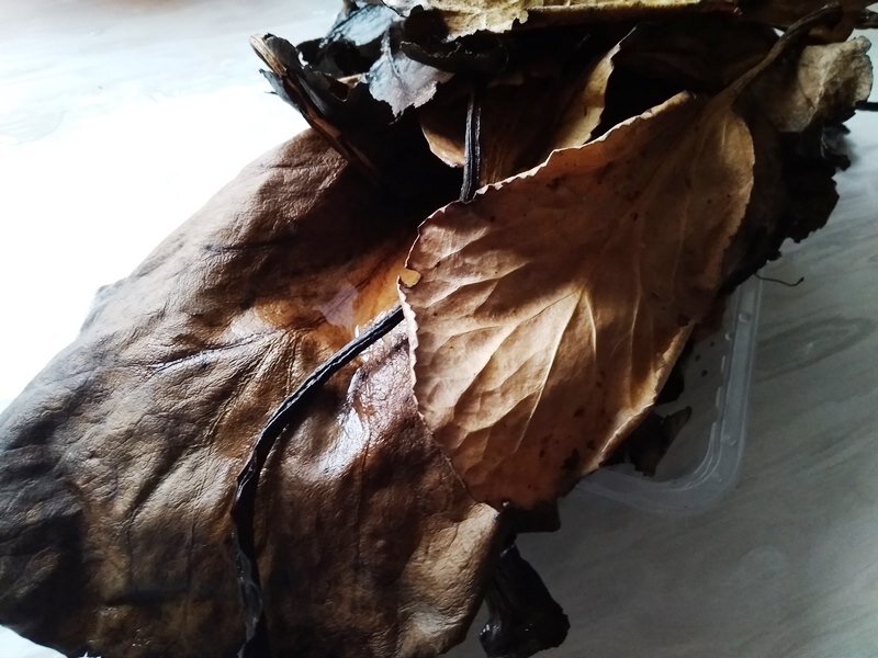 Пригодны для чая из бадана его самые неприглядные листья: коричневые. Некоторые огородники их просто выбрасывают и очень зря!