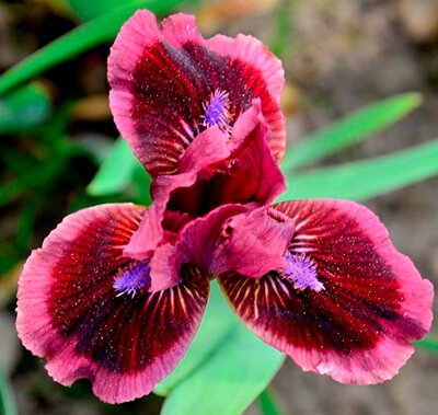 Ирис карликовый Кэтс Ай