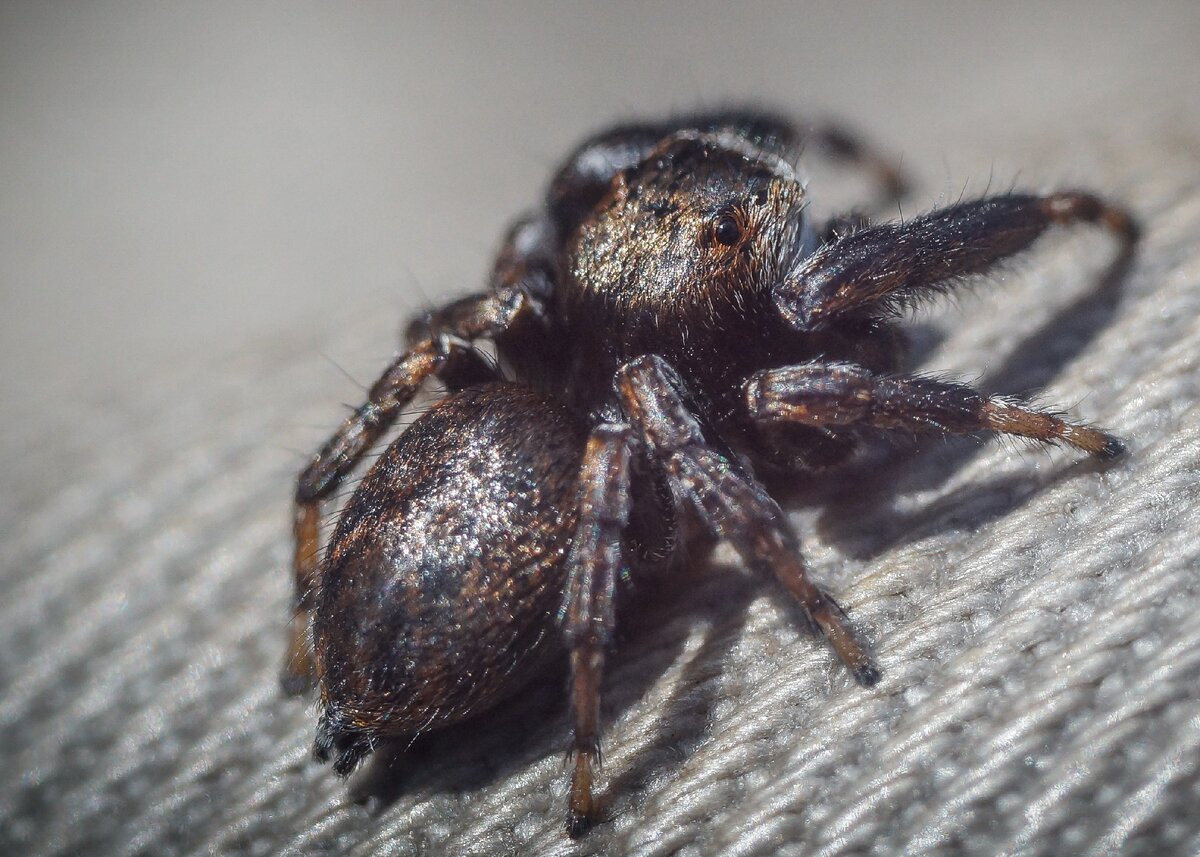 Он видит вас в буквальном смысле затылком.