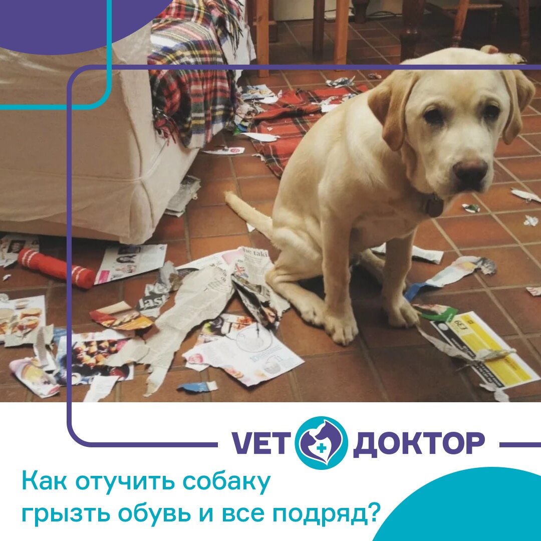 Как отучить собаку грызть обувь и все подряд | Ветеринарная клиника  Vet-доктор | Дзен