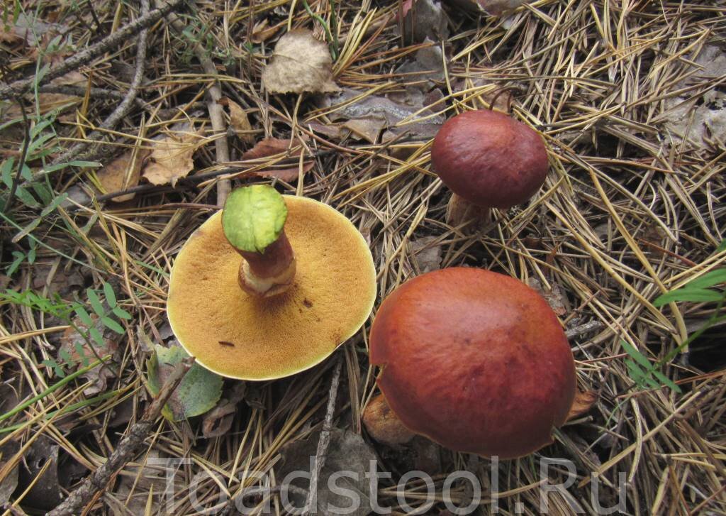 Масленок Клинтона - увы, теперь просто одна из форм обычного лиственничного масленка. А красивый! (фото И.Лебединского)