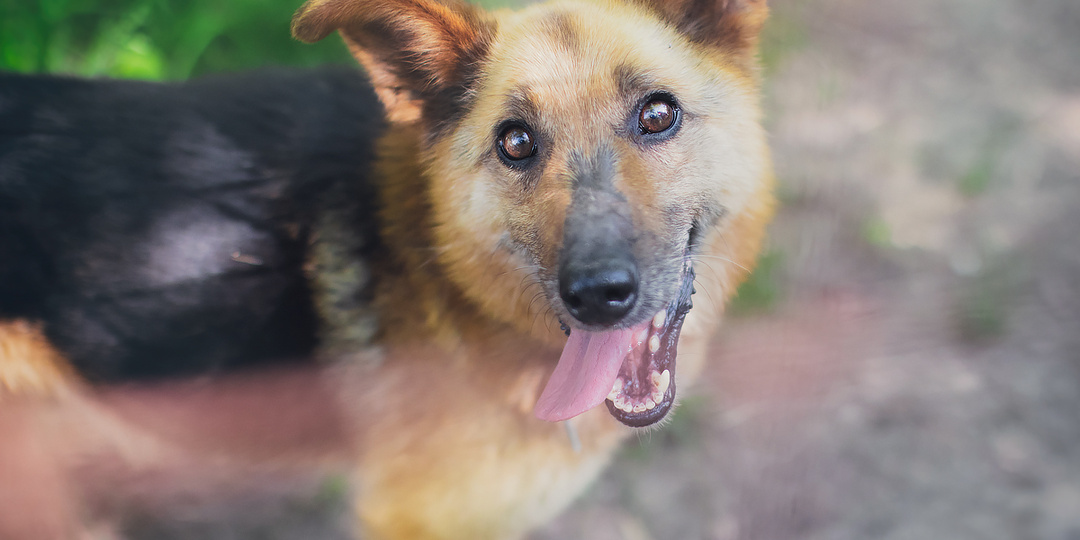 Как мы нового песика спасали!