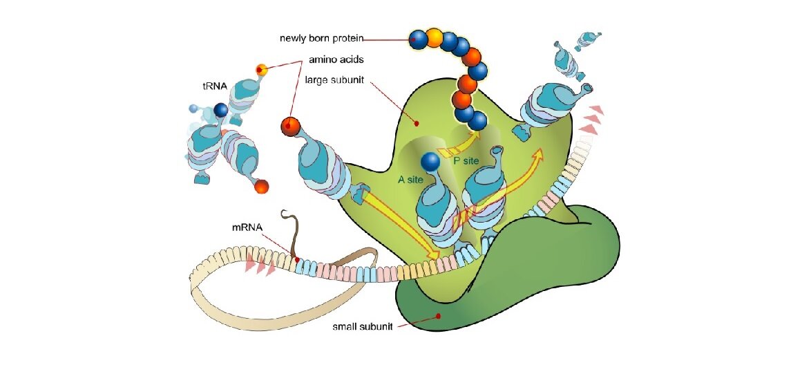 Модель синтеза протеина рибосомами на основе структуры иРНК. Источник: https://en.wikipedia.org/wiki/Protein