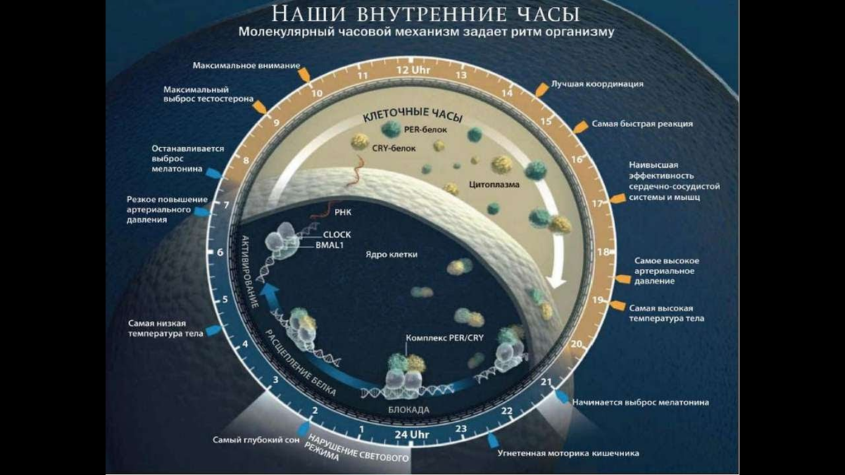 Сколько часов и в какой позе нужно спать, какие продукты содержат витамины для сна и другие советы 