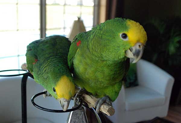 Бизнес на разведении волнистых попугаев