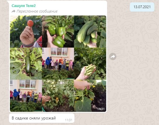 Урожай в детском саду поспевает очень рано