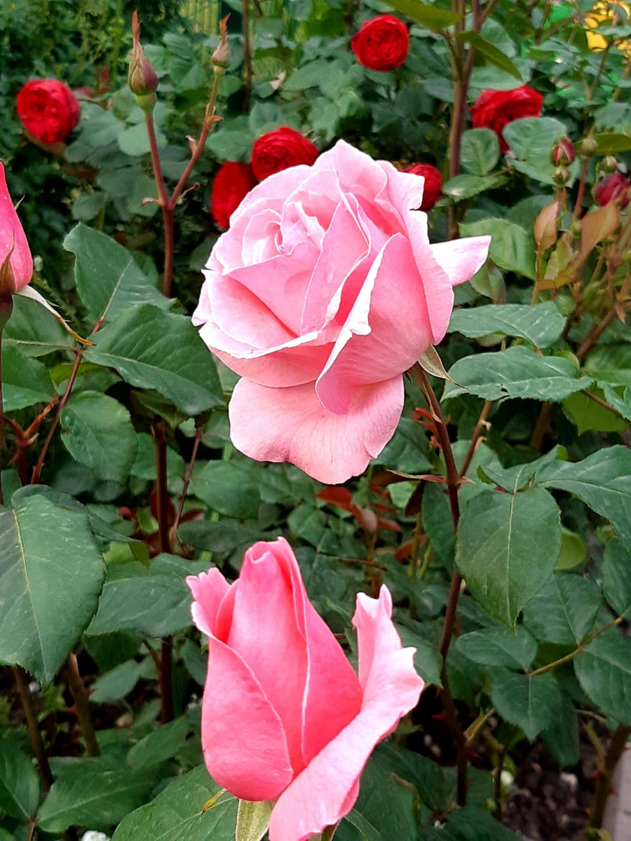 Фото взято из открытых источников 