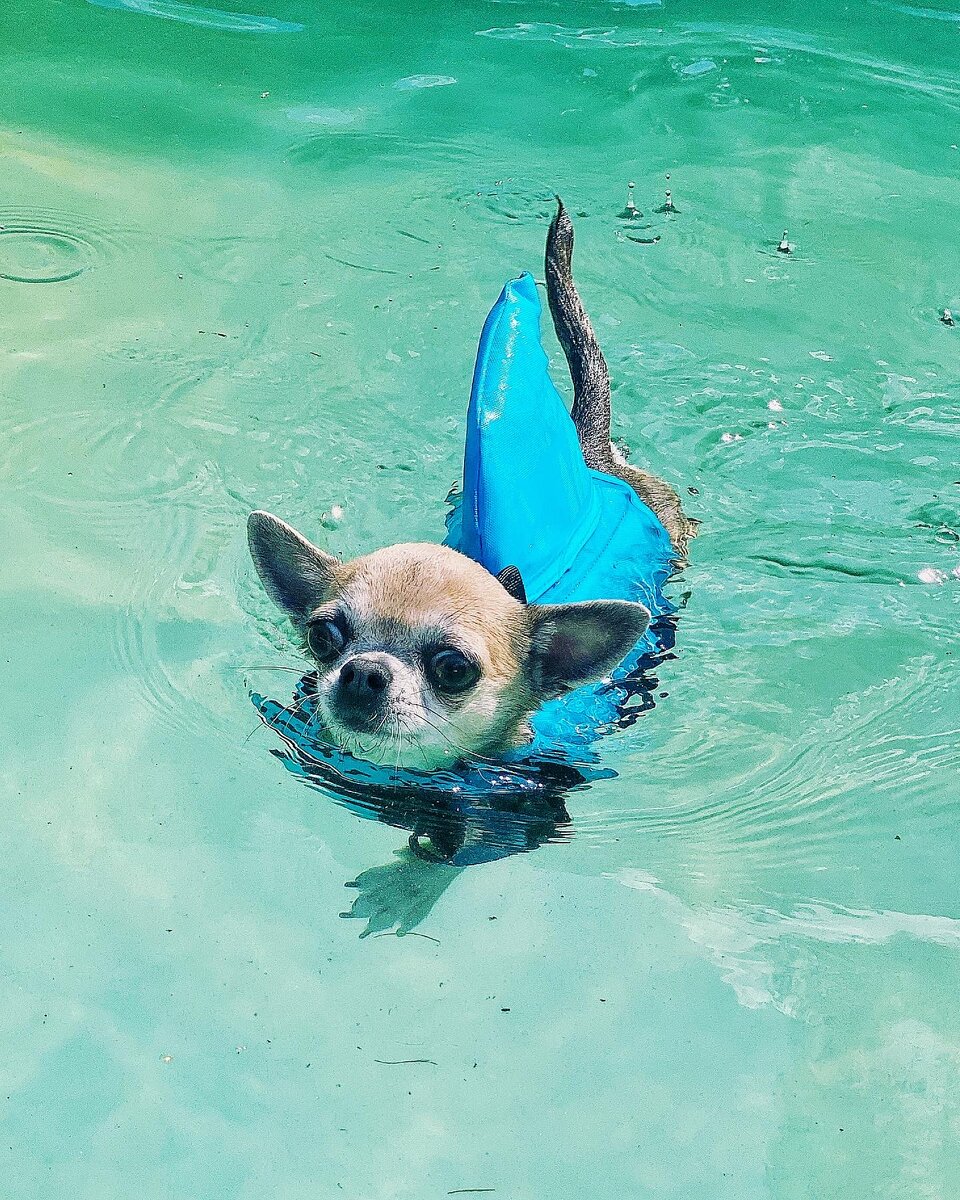 Instagram: @chiwawa_bella