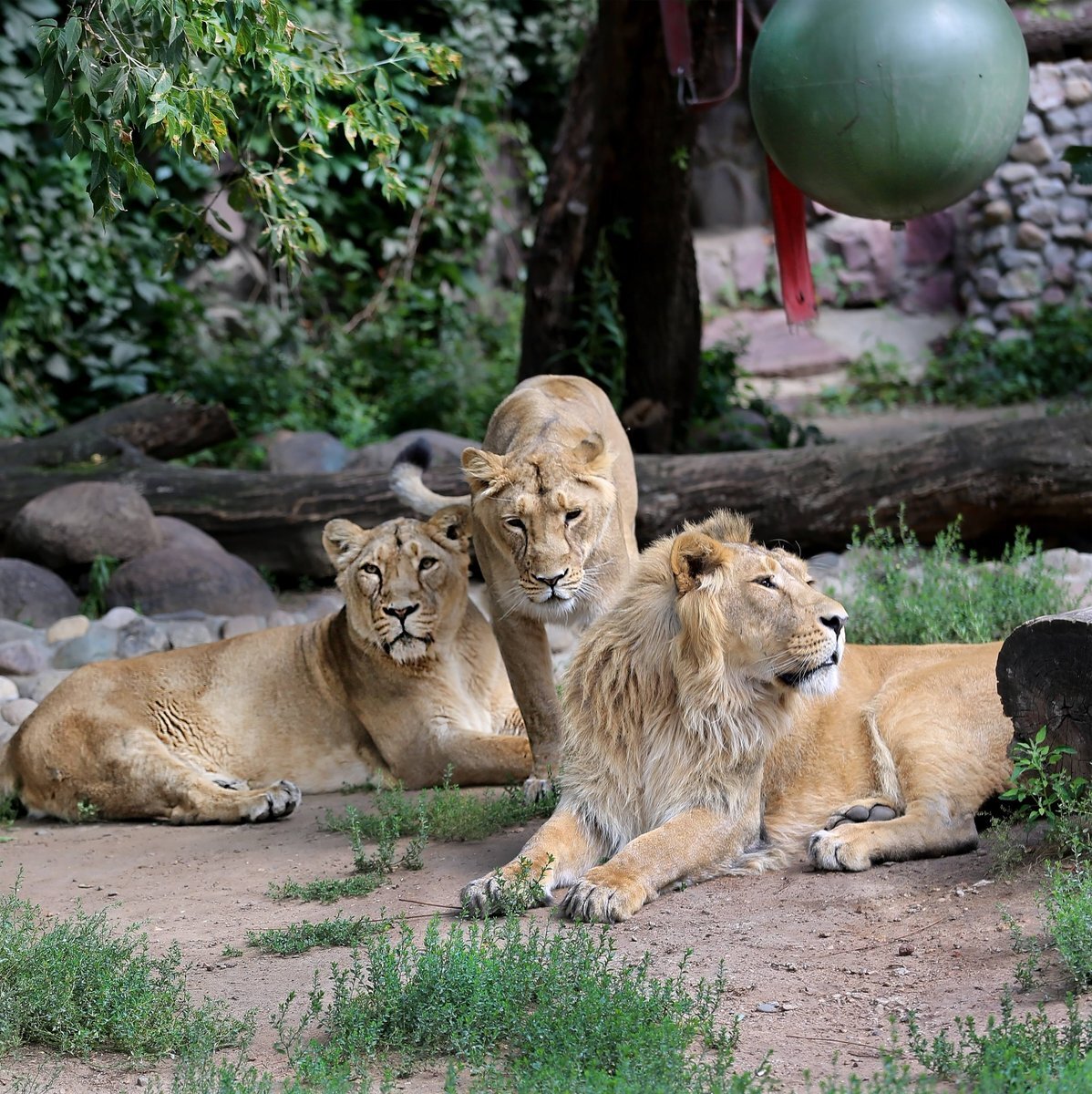 Зоопаре. Московский Zoo зоопарк. Каирский зоопарк. Московский государственный Зоологический парк. Зороарк.