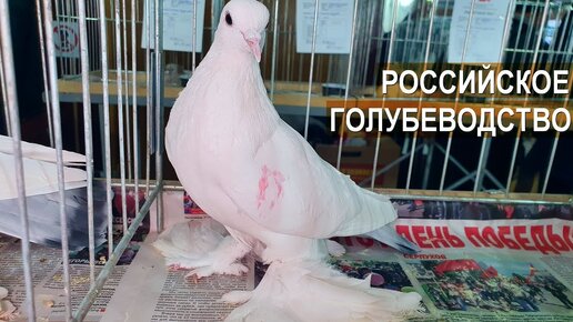 ГОЛУБЕВОДСТВО В РОССИИ. 1-й Всероссийский конкурс голубей имени Замосковского Е.М.