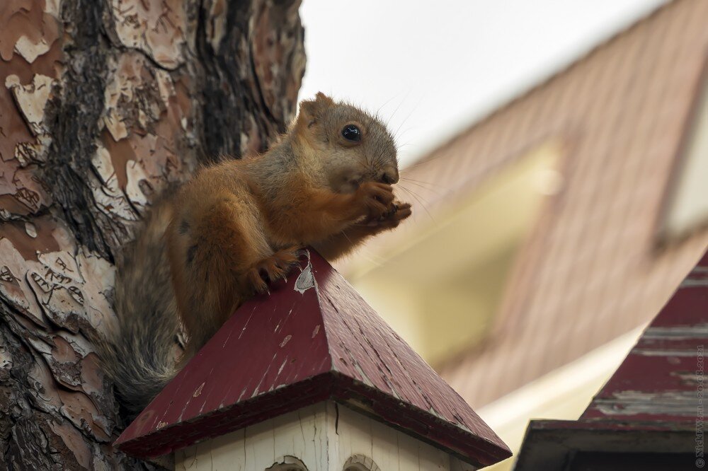 1. Бельчонок © NickFW.ru — 20.08.2021г.