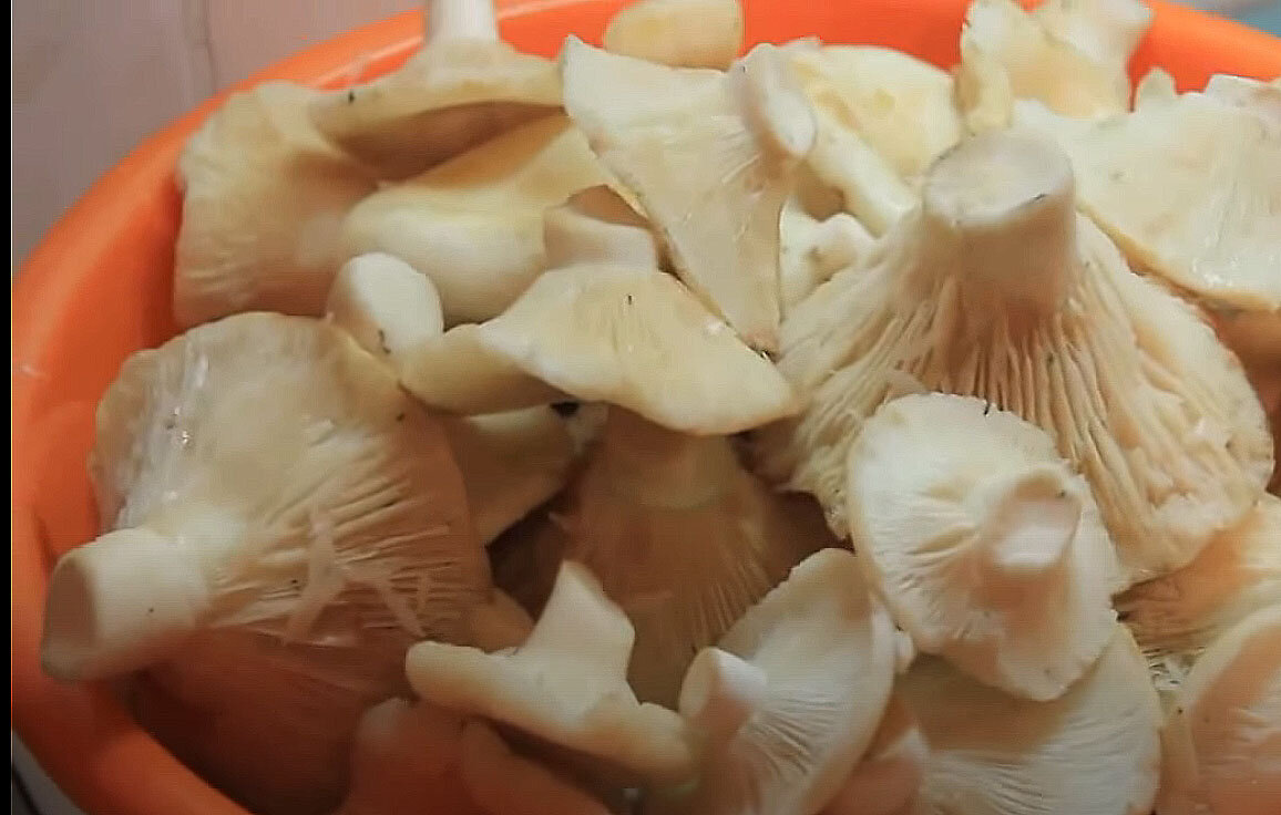 Очищенные грузди