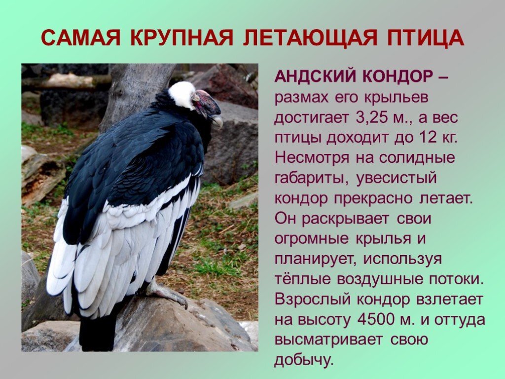 О кондоре
