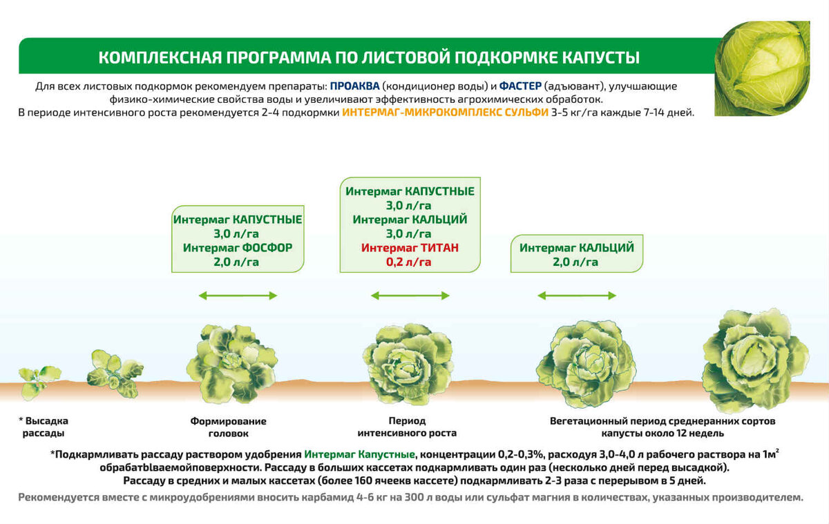 Схема подкормок капусты белокочанной