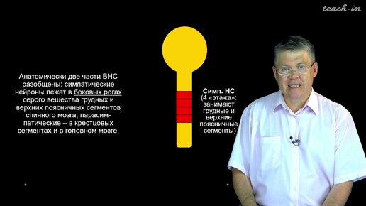 Дубынин В. А. - 100 часов школьной биологии - 1.17. Вегетативная нервная система