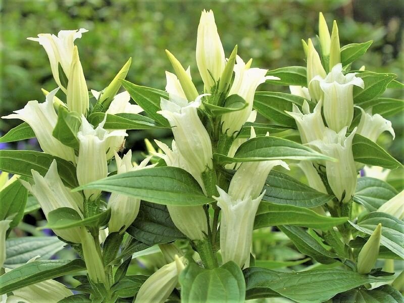  Горечавка ластовневая с белыми цветами. Фото с сайта: https://clck.ru/bQVxo.