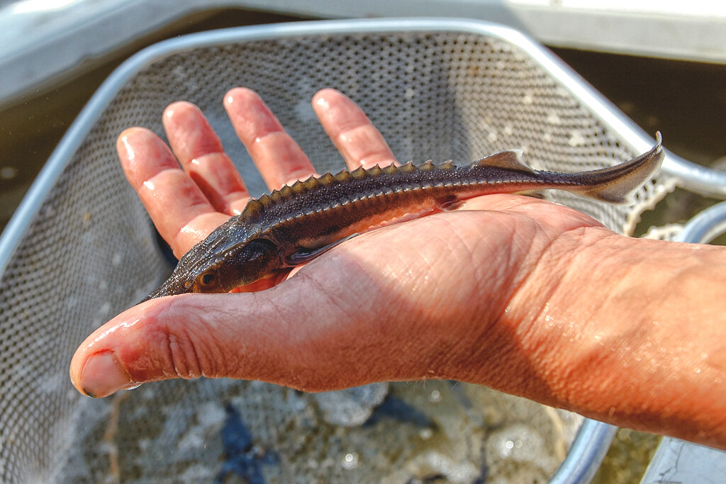 Вилюйский осетр. Мальки стерляди. Амурский осетр. Обитатели волги. Река осетр рыбалка.