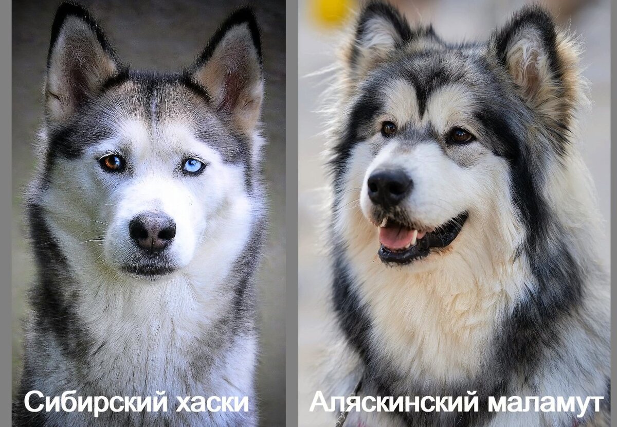 Источник фотографий: https://pixabay.com/ru/