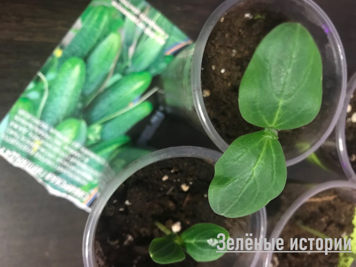 Всходы огурцов 2022