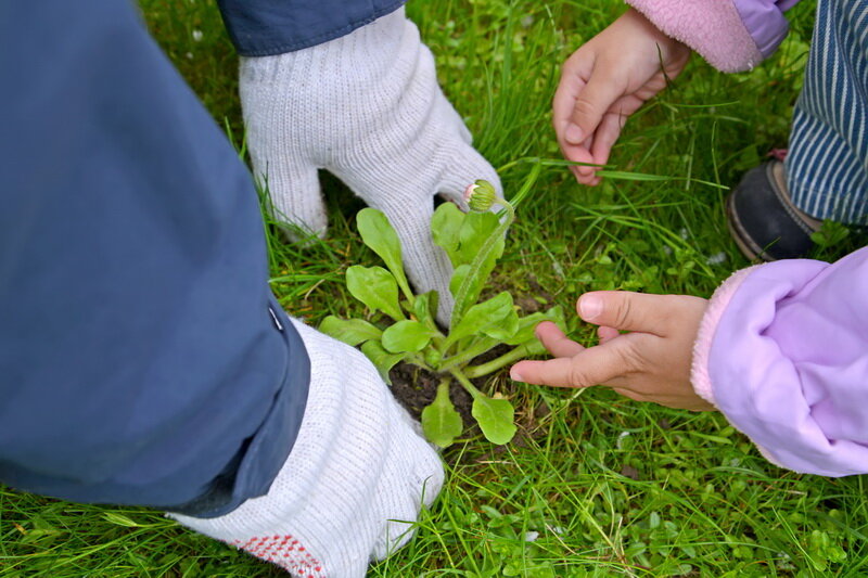 Сорняки.Иллюстрация для статьи используется по стандартной лицензии ©dachnyedela.ru