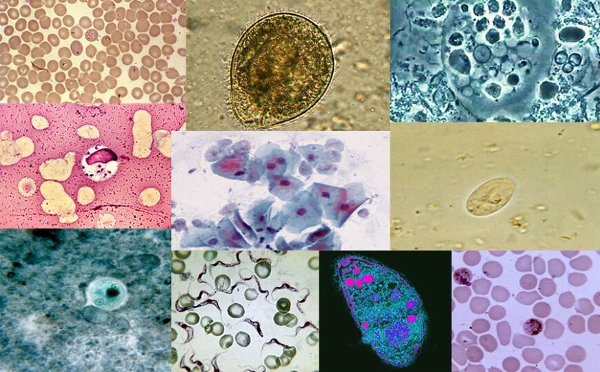 Картинки паразитических простейших