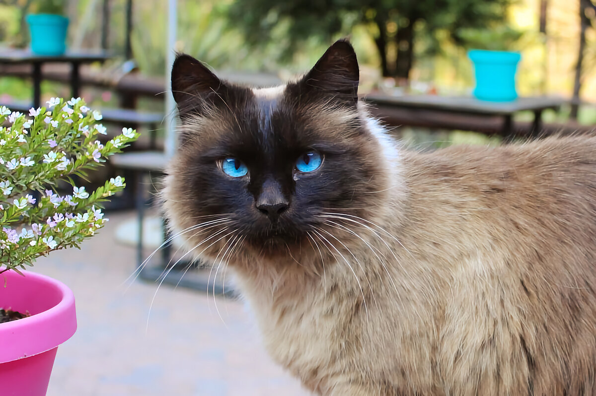 Знакомьтесь, двоюродный брат сиамского кота и его полная противоположность. Балинезийский кот — дружелюбный, покладистый и любвеобильный кузен с пойнтовым окрасом.