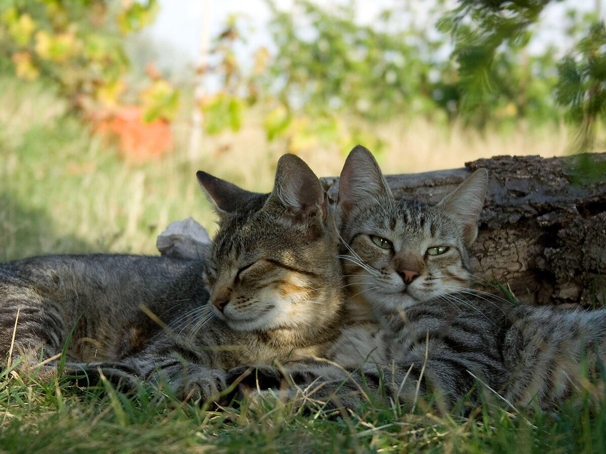 Источник фото: vsegda-pomnim.com