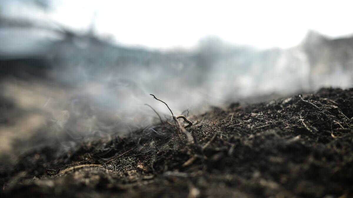    Последствия лесных пожаров в Тверской области© РИА Новости / Владимир Астапкович