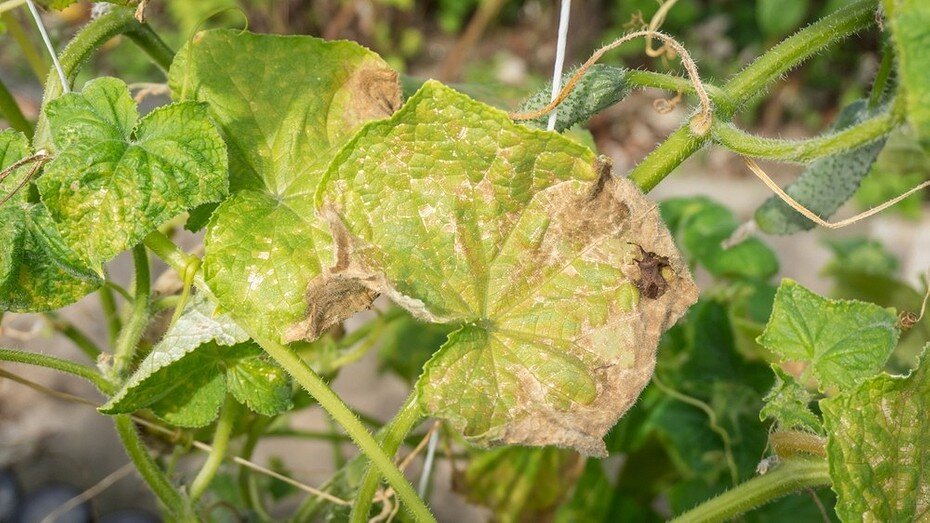 ShutterStock/Fotodom.ru 