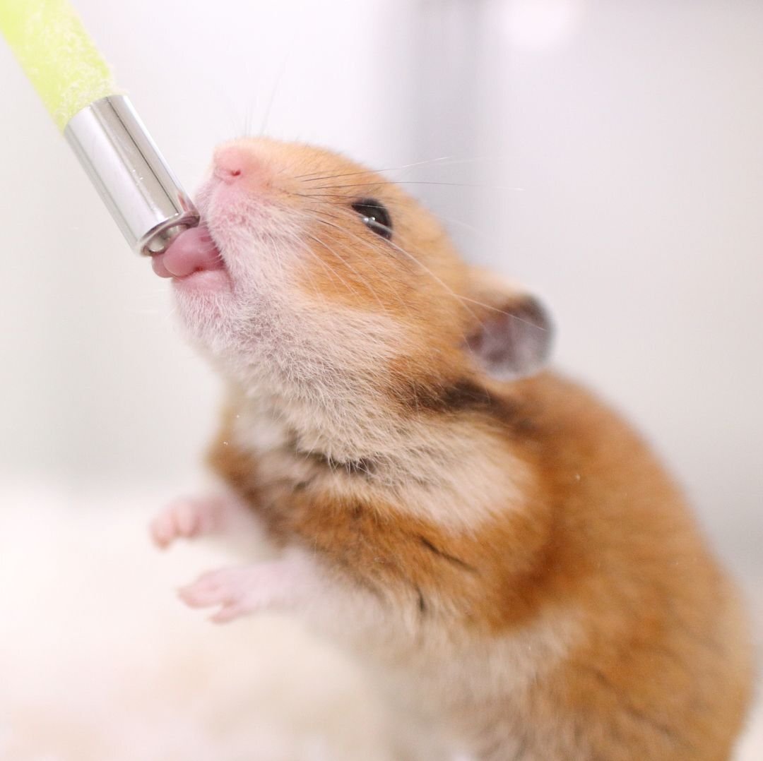 поилки для хомяков джунгариков. поилка для морской свинки. домик для джунгарского хомяка. джунгарский хомяк пьет.