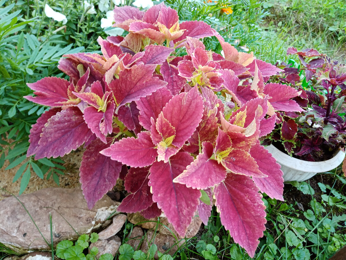 колеус в саду