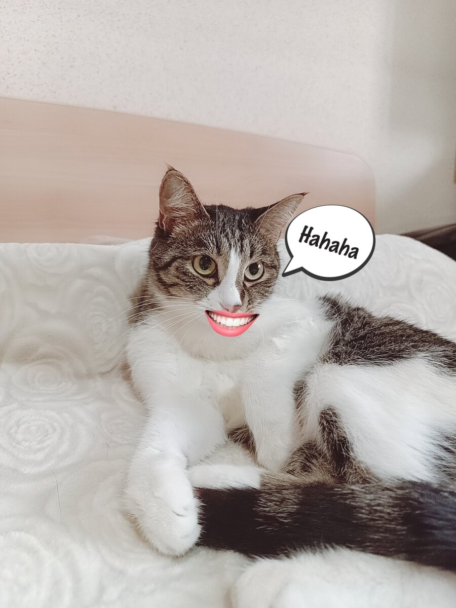 Этот взгляд🤣🤣🤣 -Батя, вызывай скорую, мать у календаря спрашивает "ну, почему"