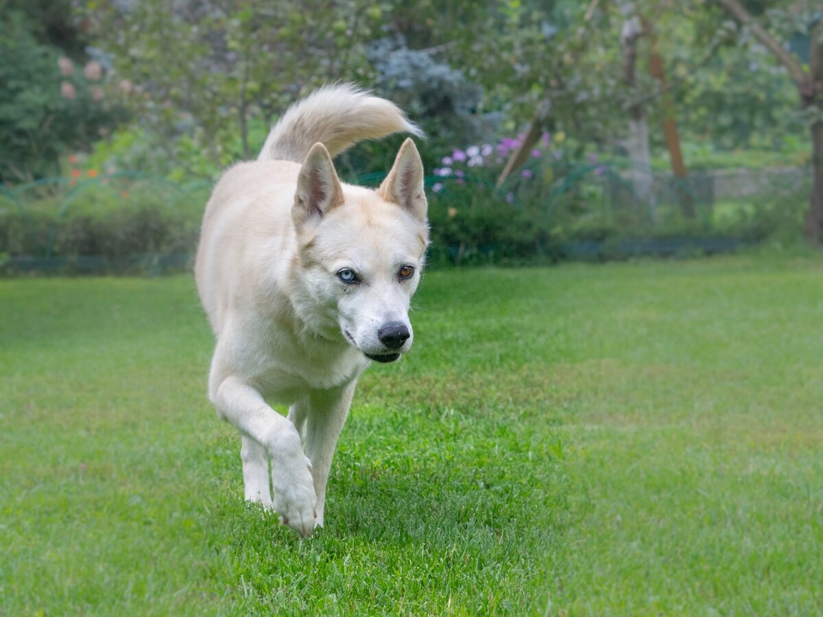 Красивая собака.  Почти хаски