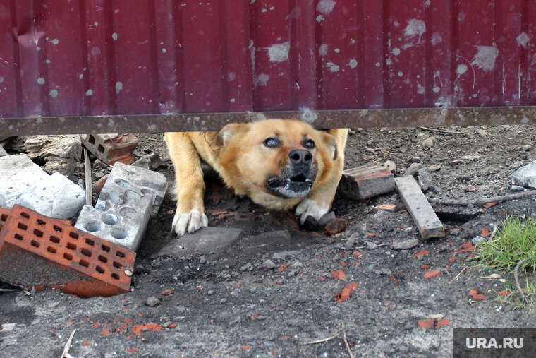    Граждан просят обезопасить домашних любимцев от контактов с дикими животными