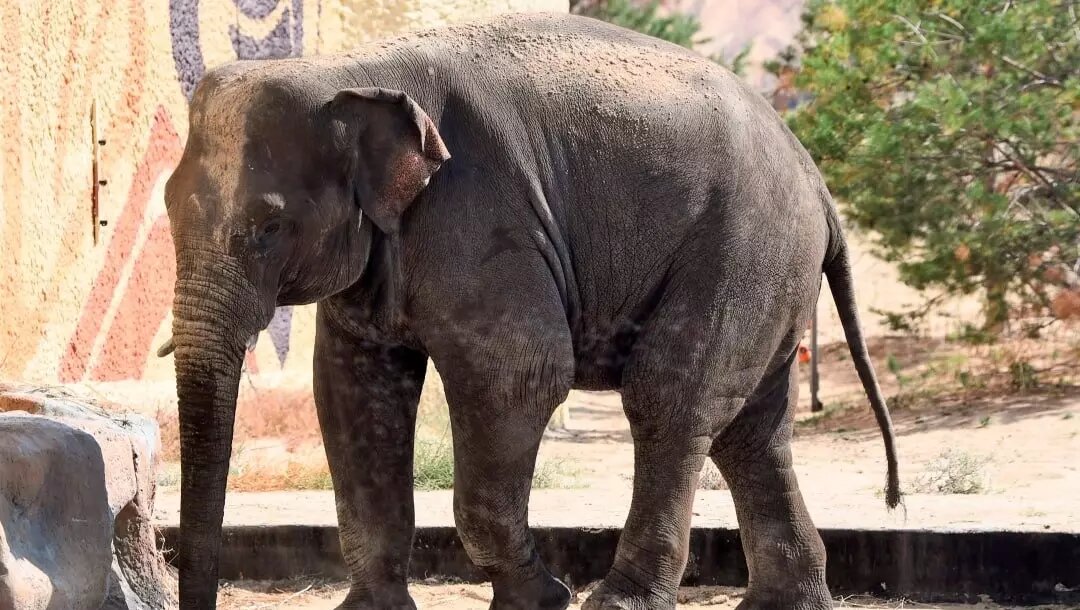 Слон стоит на голове фото. Стоимость слона. Сколько стоит слон. Купить слона живого цена.