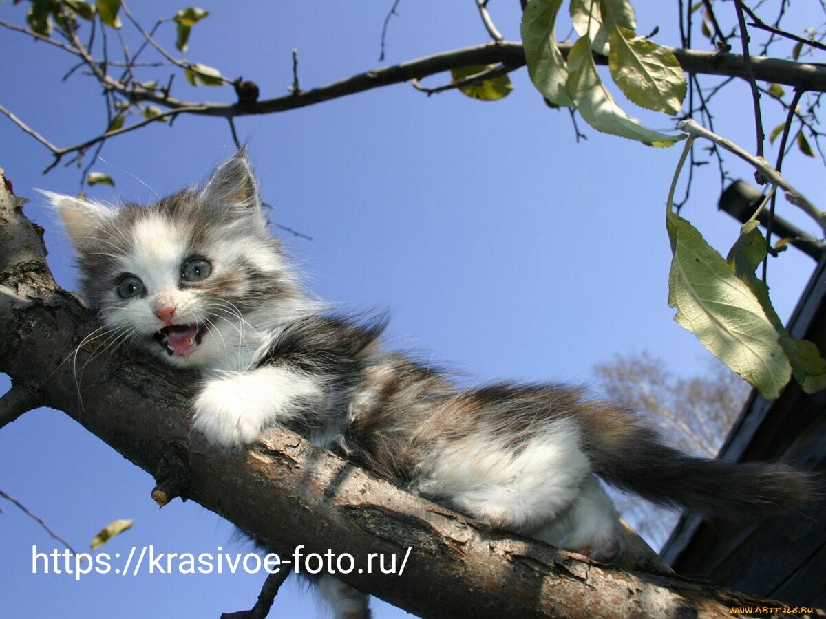 Фотография из свободных источников интернета