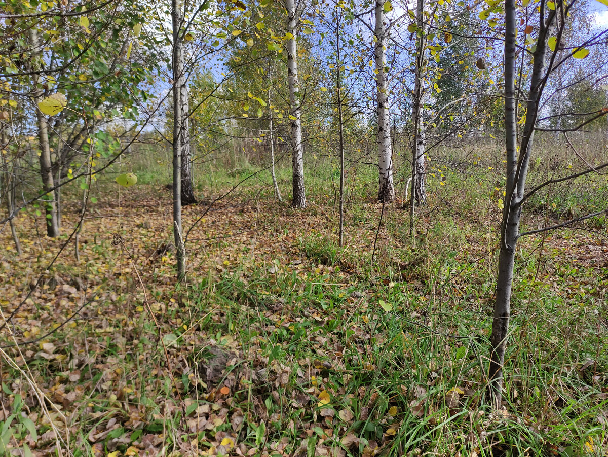 И снова вдали берёзы. Они кругом