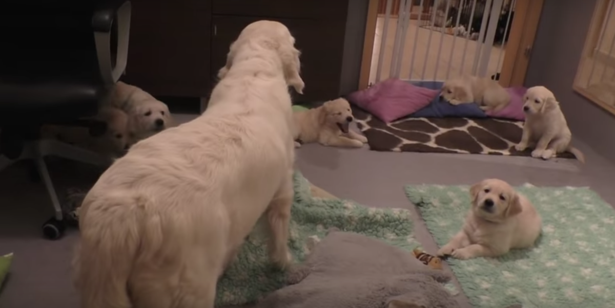 Кадр видео youtube.com/Sent from Heaven