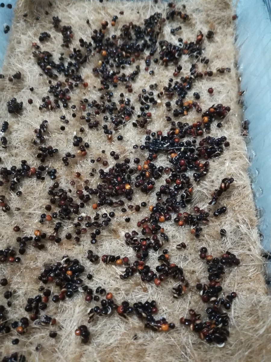 На фото семена киноа на коврике для микрозелени, потихоньку проклевываются.