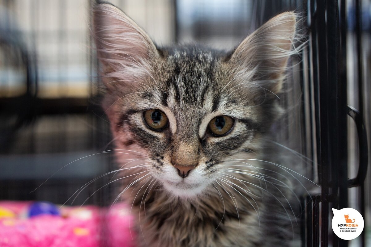 🙀Жуля знает: чтоб спасали - нужно жалостно пищать🐈 (ДОМА) | Центр помощи  кошкам «Муркоша» | Дзен