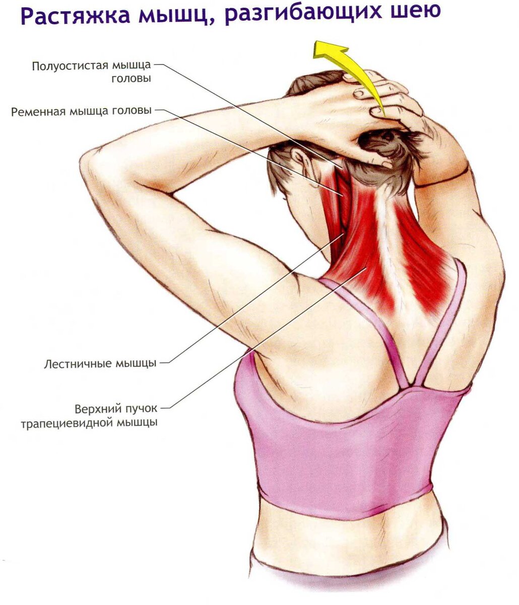 Застудила шею как лечить. Растяжка лестничных мышц. Растяжка мышц разгибающих шею. Упражнения на растяжение мышц шеи. Растяжка трапециевидной мышцы.
