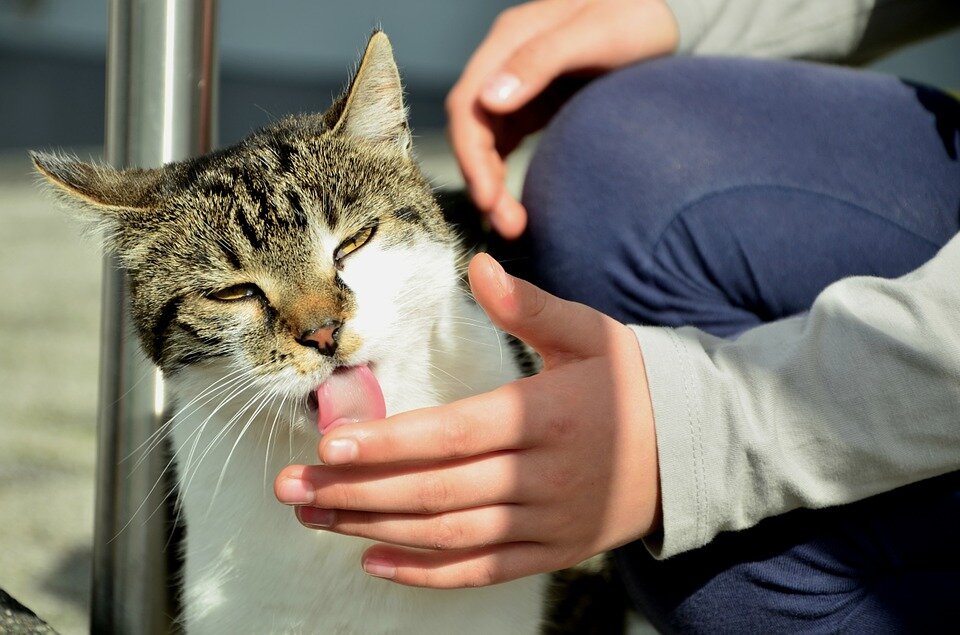 источник https://pokecatshop.com/wp-content/uploads/2019/10/cat-licks.jpg