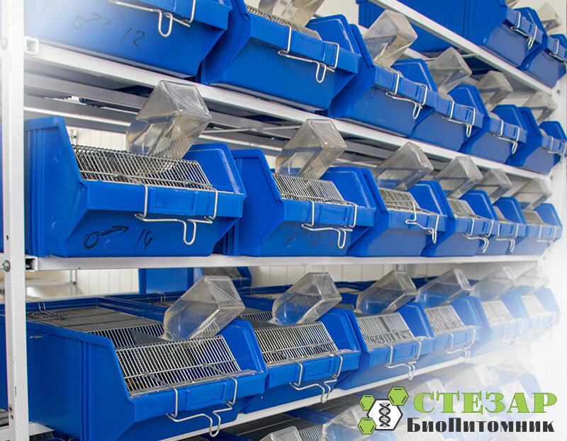 Содержание лабораторных животных в БиоПитомнике СТЕЗАР / Фото с нашего сайта www.biopitomnik.ru