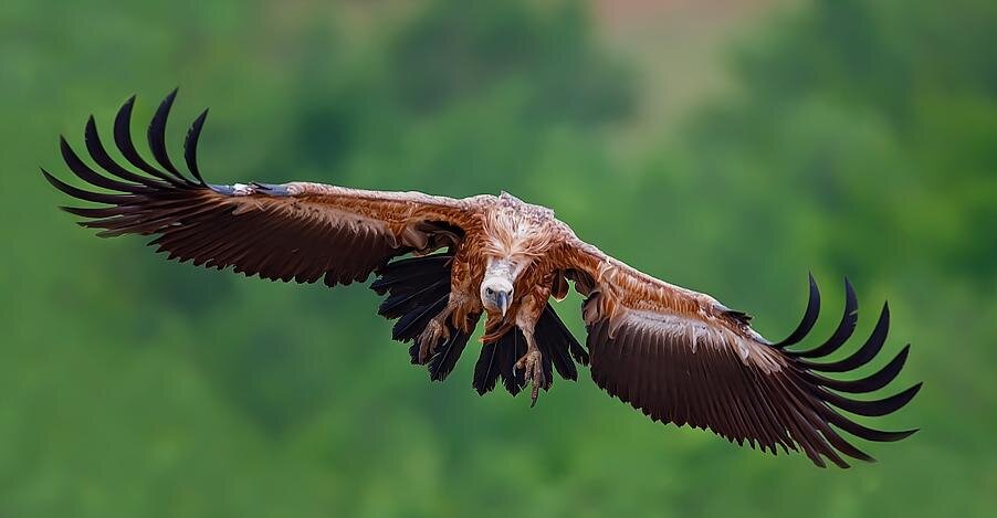 Хорошо видно, как маховые перья как бы тянутся невидимыми ниточками вперёд. Это как раз та самая сила которая возникает на перьях под действием напора воздуха снизу. Здесь на фото орёл идет на приземление и делает мах вниз.