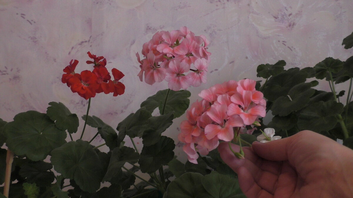 Герань, выращенная из крошечного семени, почему-то особенно дорога