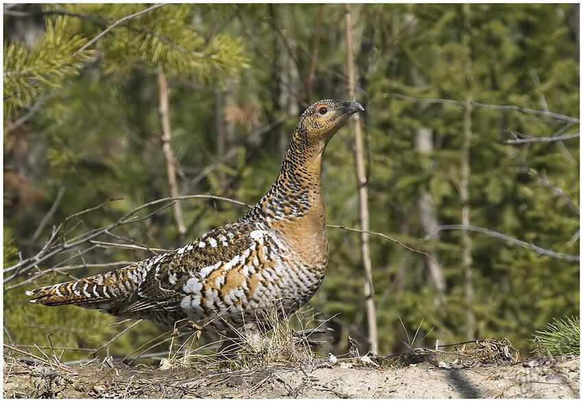 глухарь птица капалуха. капалуха откуда название птицы. самка глухаря капалуха. глухарь (tetrao urogallus). капалуха откуда название птицы.