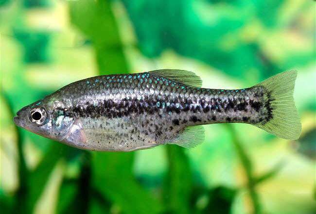 амака Источник.Яндекс.Картинки.