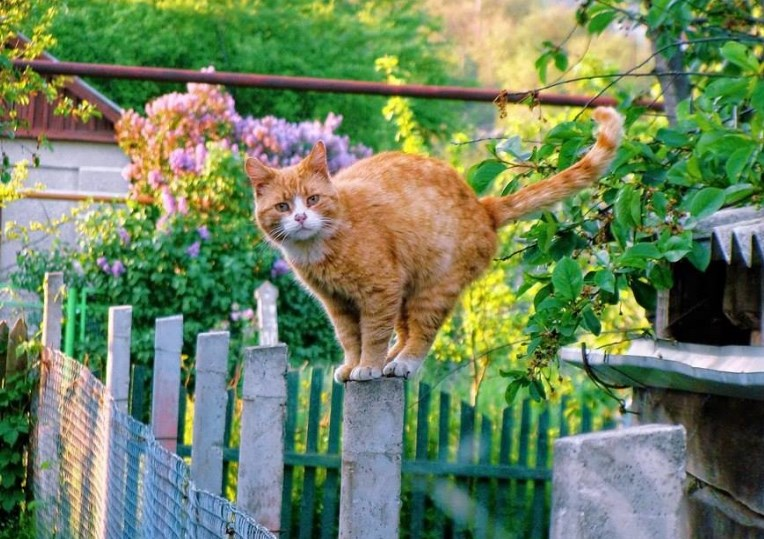 В этом изображении с Яндекс. Картинок прекрасно всё))))