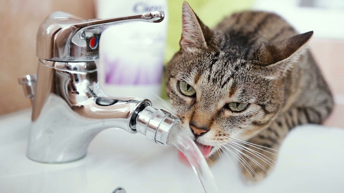 Пьет ли кошка воду. Кот и кран с водой. Кот пьет из крана. Котик под краном. Кот пьет воду из под крана.